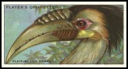 23 The Plait billed Hornbill
